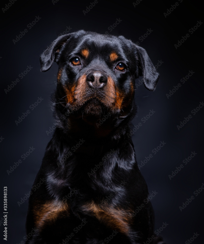 cute studio photo of a shelter dog on a isolated background cute studio photo of a shelter dog on a isolated background