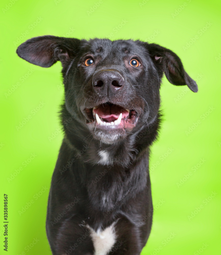 cute studio photo of a shelter dog on a isolated background