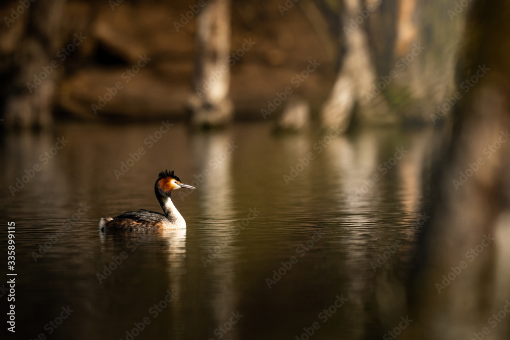 Obraz premium Great crested grebe in the natural environment, isolated, wildlife, Podiceps cristatus