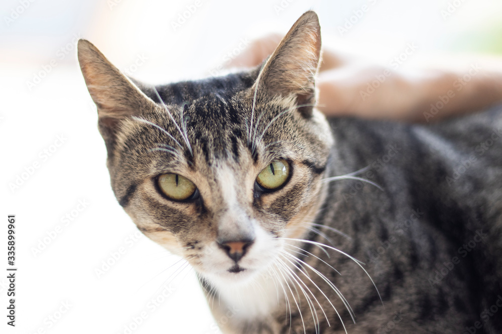 Tabby/Striped Cat, brown, black and white wool, green eyes, receiving affection from its owner and looking at the camera