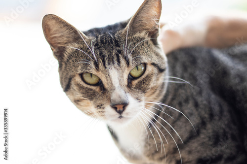 Tabby Striped Cat  brown  black and white wool  green eyes  receiving affection from its owner and looking at the camera