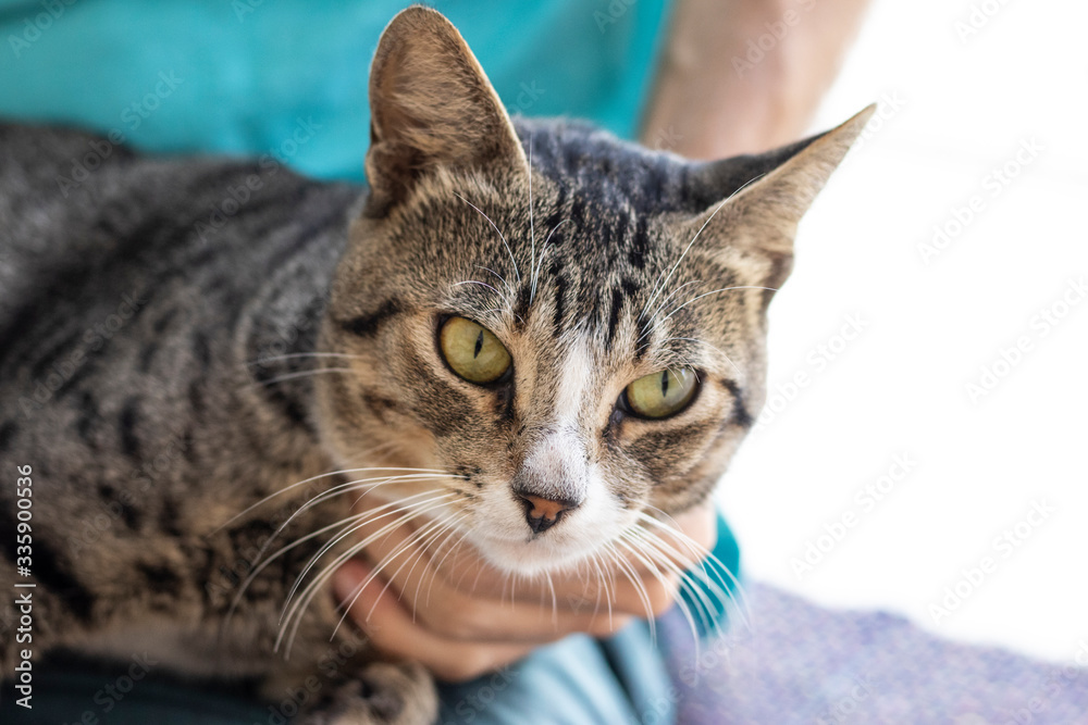 Tabby/Striped Cat, brown, black and white wool, green eyes, receiving affection from its owner and looking at the camera