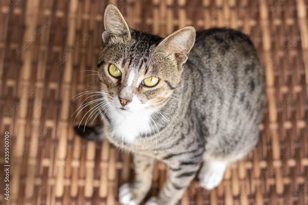 Naklejka premium Tabby/Striped Cat, brown, black and white wool, green eyes, looking at the camera