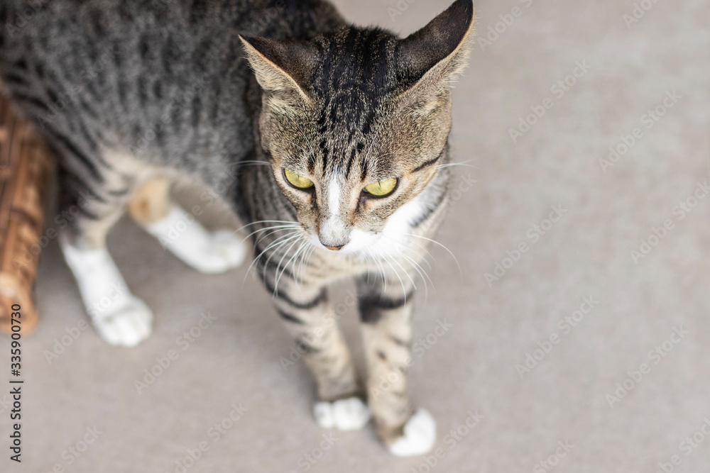 Tabby/Striped Cat, brown, black and white wool, green eyes, walking on the floor Tabby/Striped Cat, brown, black and white wool, green eyes, walking on the floor