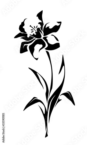 Narcissus flower. Vector black and white illustration isolated on white.