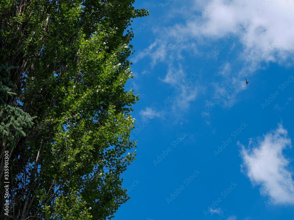 Fototapeta premium sky and trees