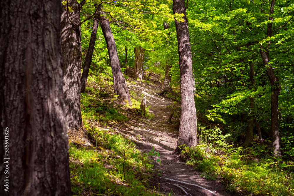 Green Forest Trail or Path for Hiking