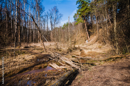 Spring forest landscape of a forest lowland with a stream