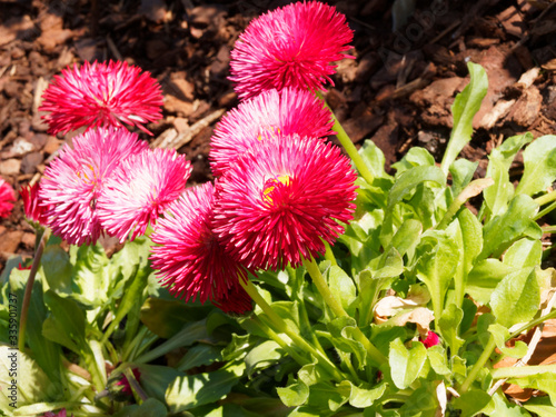 Callistephus chinensis | Reine-marguerite naine fleur de chrysanthème ou aster de Chine à pétales doubles et touffus ou à forme de plumes d'autruche de couleur rougeâtre sur tige ramifiée photo