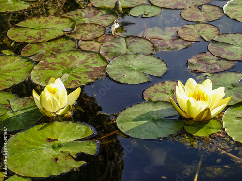 Lotus ponds of Santa Barbara, CA, USA