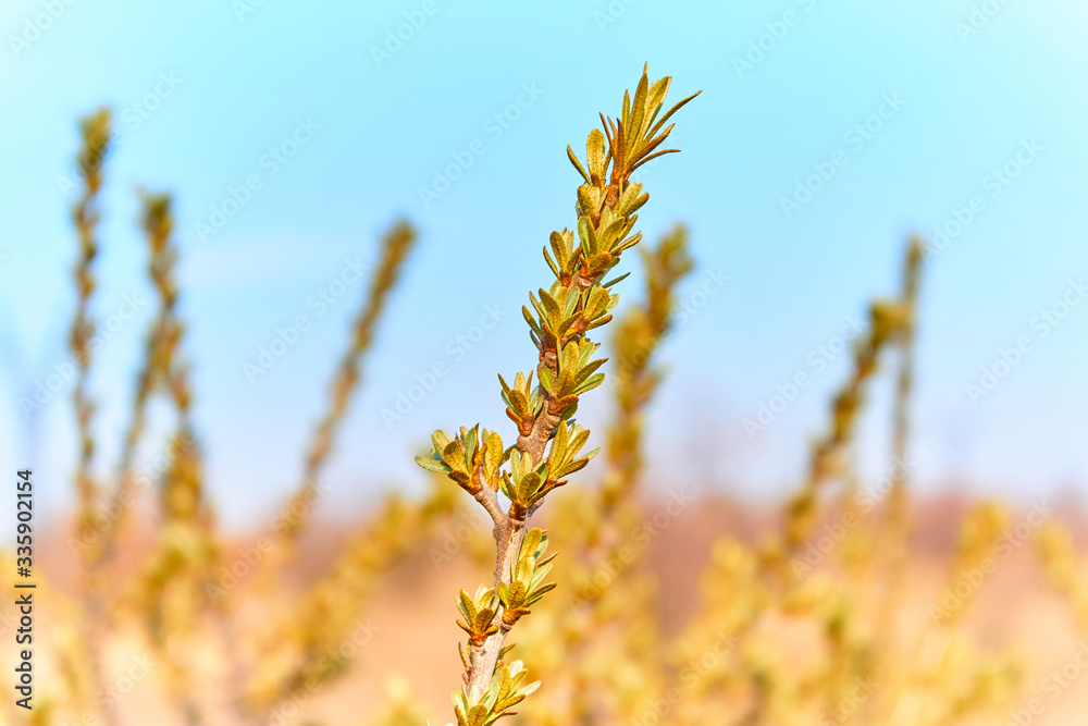 Naklejka premium spring field bush against blue sky and blurred background