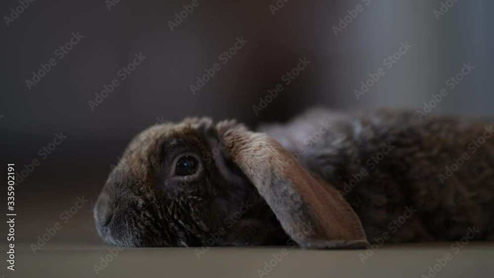 rabbit in house rabbit in house