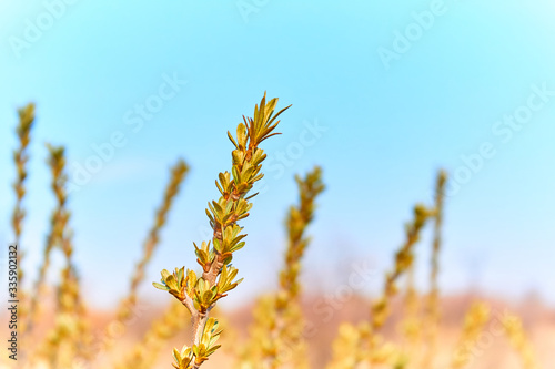 spring field bush against blue sky and blurred background