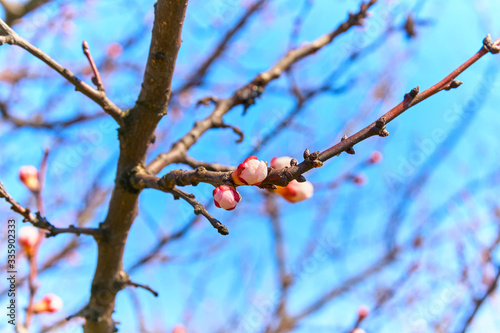 Young Apricot tree blooms in spring buds