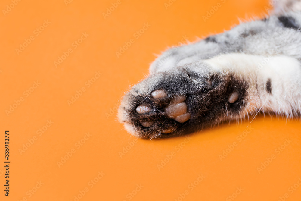 Obraz premium Paws of a gray cat on an orange background. Top view, minimalism. Cute picture. Concept of pets, cat grooming. Image for banner, place for text..