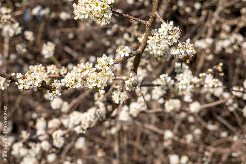 Flowers on bushes on the edge of the forest in spring. Close-up with hard light. Flowers on bushes on the edge of the forest in spring. Close-up with hard light.