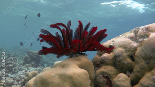 Robust feather star (Himerometra robustipinna) underwater. Indian ocean, Maldives. 4K photo