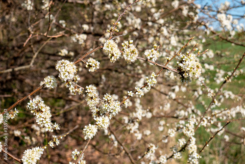Flowers on bushes on the edge of the forest in spring. Close-up with hard light.