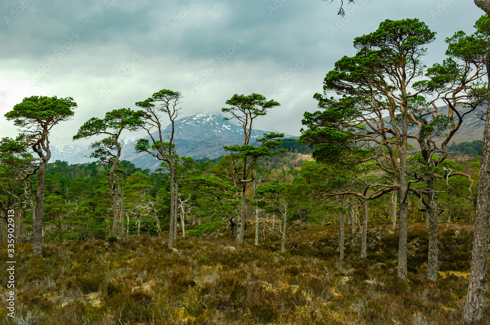 Glen Affric view from the forest 