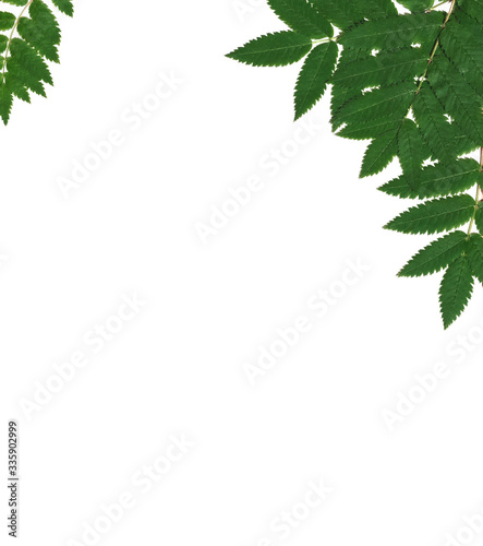 Green leaves of trees and bushes on a white background. layout, flatlay. 