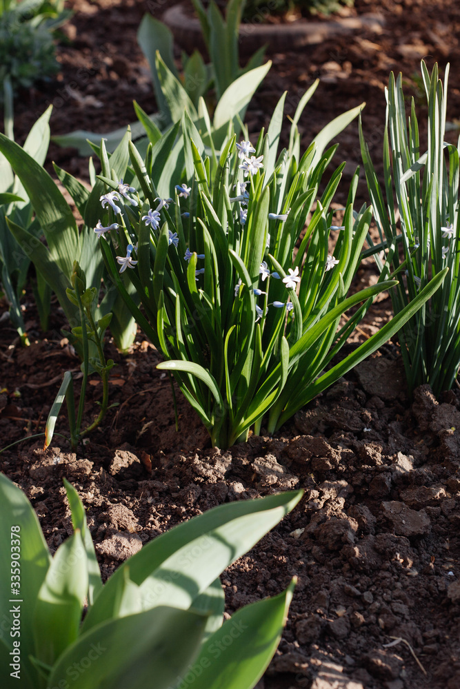 spring flowers grow from the ground in the flowerbed spring flowers grow from the ground in the flowerbed