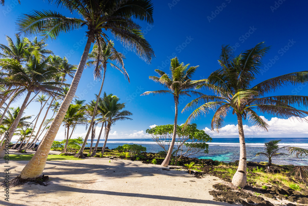 Fototapeta premium Tropical beach on south side of Samoa Island with coconut palm trees