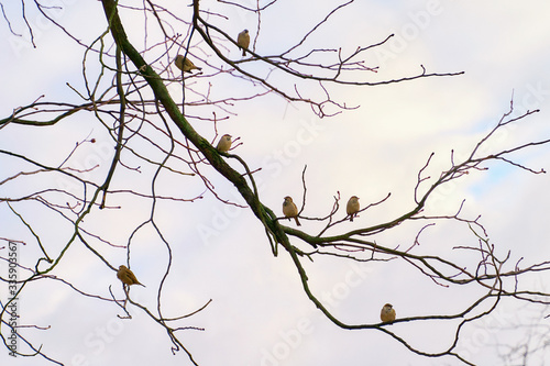 Seven sparrow sitting on tree branches distanced from each other on sky background. Social distance concept.