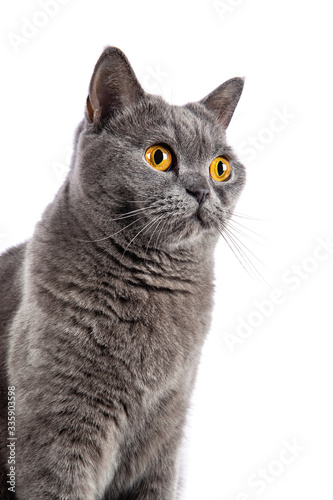 British Shorthair female cat sitting on white background