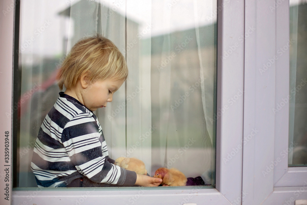 Cute blond toddler boy, playing with little chicks at home on the window Cute blond toddler boy, playing with little chicks at home on the window