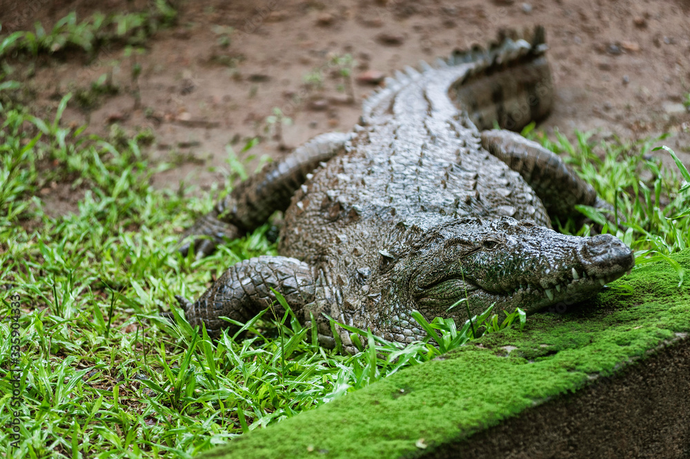 Obraz premium The mugger crocodile, Indian crocodile, India