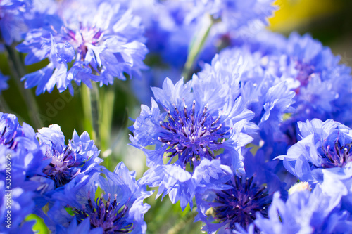 Beautiful wildflowers cornflowers. Bouquet of blue flowers. Close up photo.