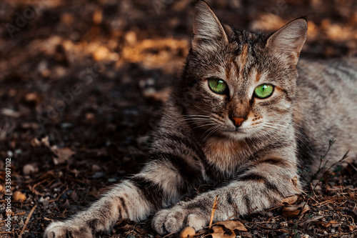 A wild gray striped cat lies on the ground stretching its paws outdoors and looks with beautiful green eyes. Feline pet pet relax on the street © Komarov Dmitriy