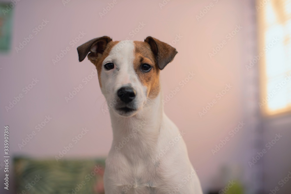 Portrait of jack russell dog indoors