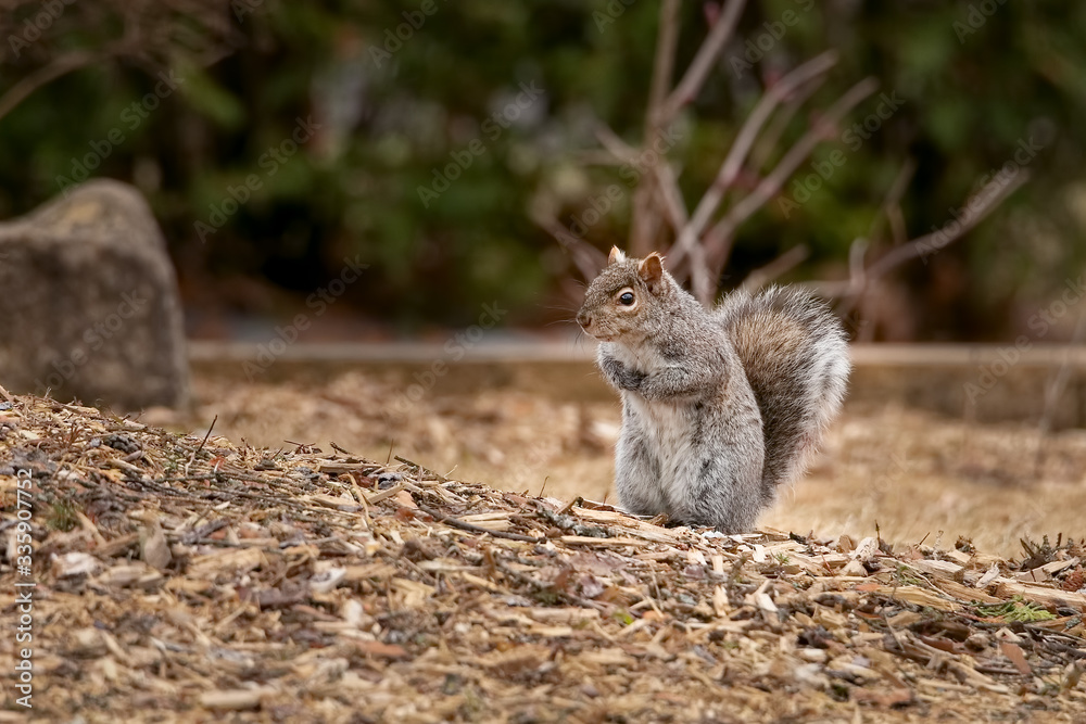 Cute squirrel searching for food on the ground Cute squirrel searching for food on the ground