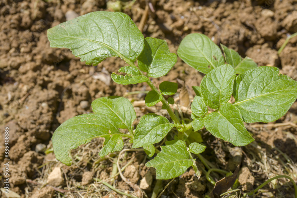 Potato plant with leaves eaten by insect or garden snail. Concept garden pests and insecticides. Potato plant with leaves eaten by insect or garden snail. Concept garden pests and insecticides.