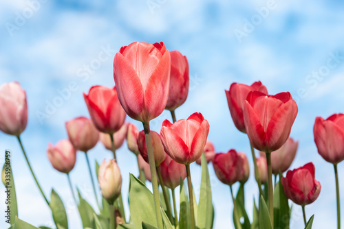 tulip field with cloudy sky