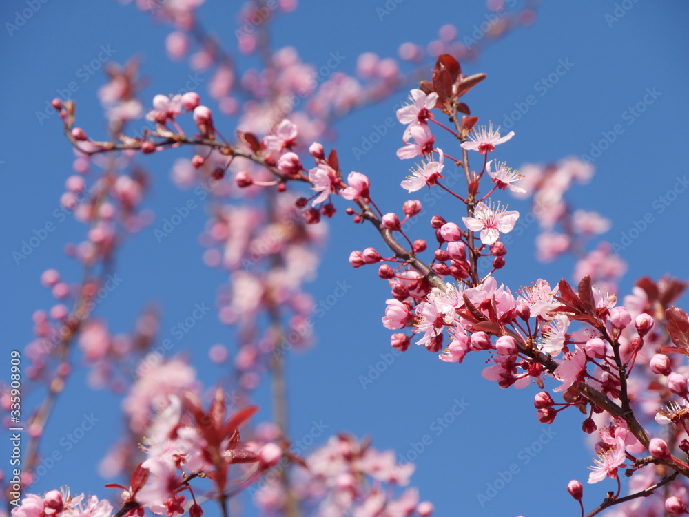 Pink fruit tree blossoms against a blue sky background. Perfect photo for a background. Pink fruit tree blossoms against a blue sky background. Perfect photo for a background.