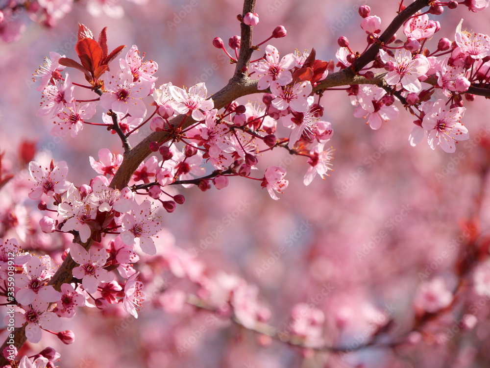 Pink fruit tree flowers. Perfect photo for a background. Pink fruit tree flowers. Perfect photo for a background.