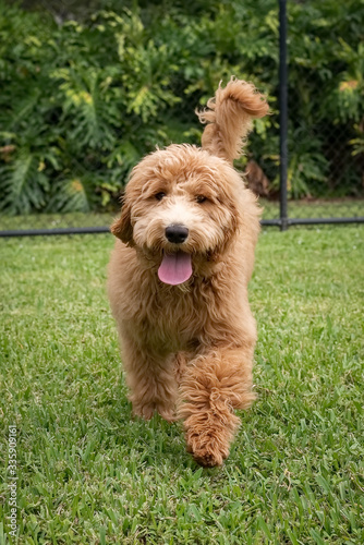 dog in the grass