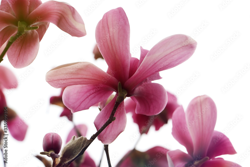 Blooming magnolia bud. Bottom view.Beautiful sunny light.Brunch with several buds on the white background. Blooming magnolia bud. Bottom view.Beautiful sunny light.Brunch with several buds on the white background.