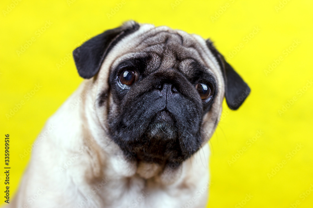 Pug dog with sad big eyes sits on yellow background and looks at the camera