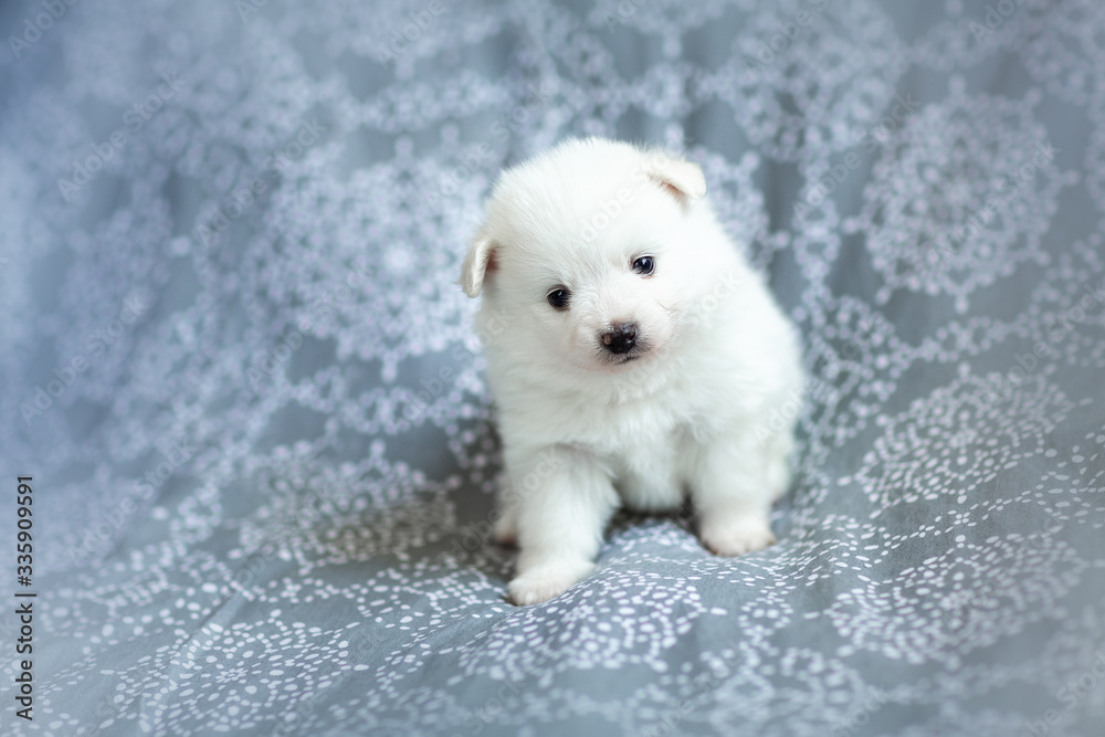 Cute adorable fluffy white spitz dog puppy