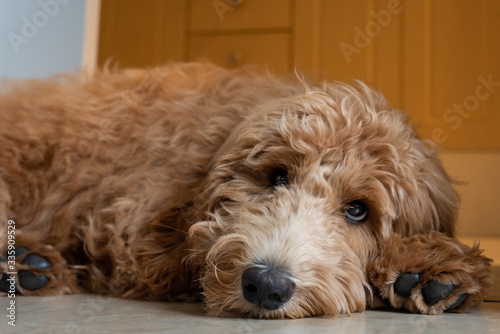 portrait of a dog