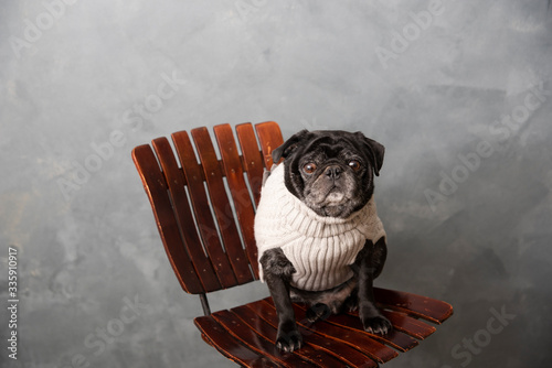 Adorable black senior pug in a sweater on a chair photo