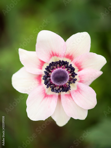 Anemone flower close up © IlzeLuceroPhoto
