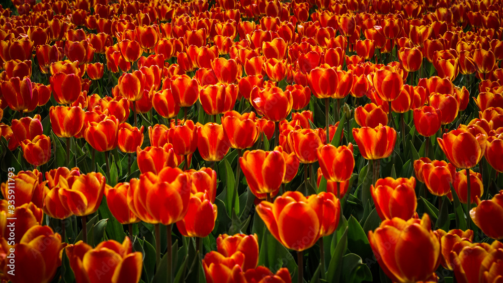 Obraz premium czerwone tulipany
