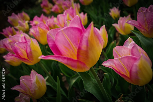 kolorowy tulipan