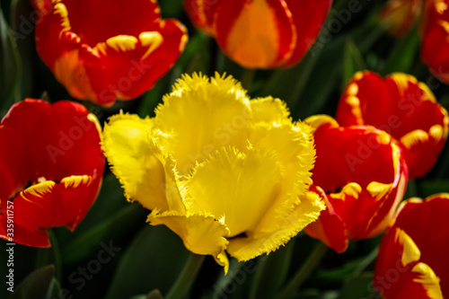 żółte i czerwone tulipany