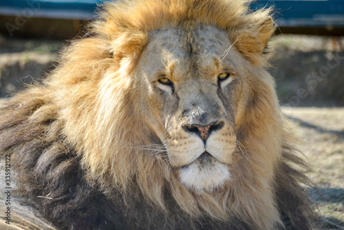 Gros plan d'une lion avec une belle crinière en été avec un beau regard calme