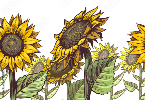 Sunflowers seamless border. Yellow wildflower sun shaped and leaves, floral cute print repeating sunflower decor textile vector texture